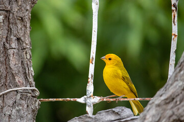 Canario da terra. The true ground canary or ground canary (Sicalis flaveola), not to be confused with the canary or domestic canary (Serinus canaria),[2] belongs to the family Thraupidae