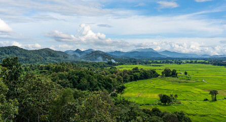 Fototapeta premium Agriculture green rice field with mountain under blue cloudy sky background.