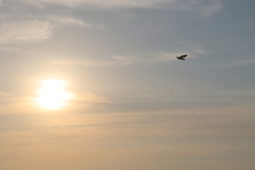 새가 날아가는 하늘