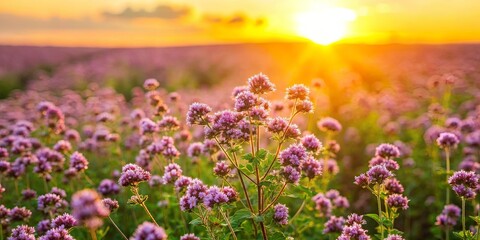 Obraz premium The Golden Hour Illuminates a Field of Delicate Pink Wildflowers, Each Blossom Bathed in Warm Sunlight