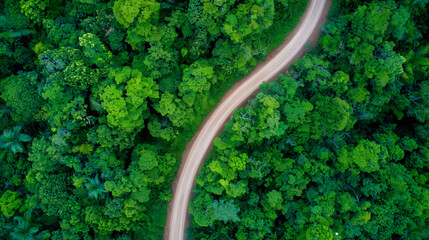Aerial view of thriving rainforest intersected by dirt road, concept of sustainability