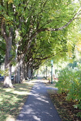 A beautiful sidewalk at the end of summer and in Quebec city. A sidewalk at the edge of a park with big and beautiful trees. Summer or autumn background and august calendar.