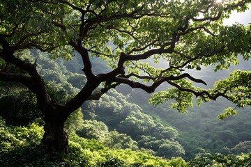 Naklejka premium Lush Green Forest Canopy with Sunbeams
