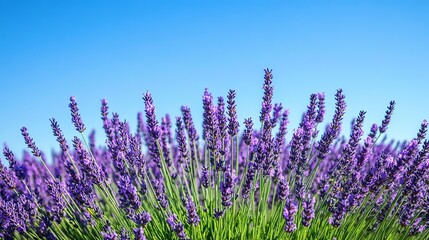 Naklejka premium Vibrant lavender blooms under a clear blue sky in a sunlit field during late afternoon