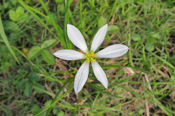 清潔感あふれるゼフィランサス (Zephyranthes)