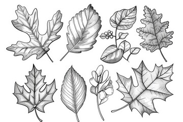 Fototapeta premium Coloring book illustration of a variety of autumn leaves with detailed designs featuring oak aspen maple viburnum and hawthorn