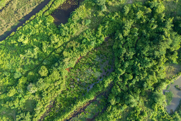 Aerial View of Lush Swamp. Aceh Sumatra Indonesia