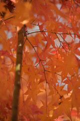 주황빛 가을 단풍잎