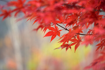 가을 불타는 단풍잎