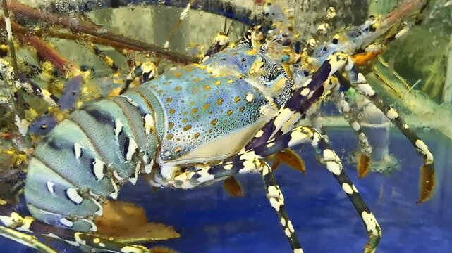 A large lobster crawls through an aquarium filled with swirling bubbles.