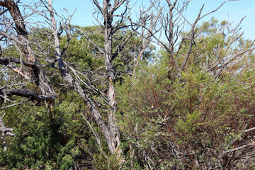 australian bushland including dead trees