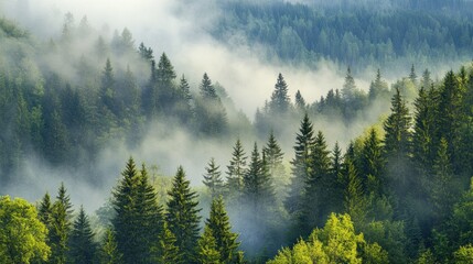 Misty forest landscape with layers of trees and fog creating a serene atmosphere.
