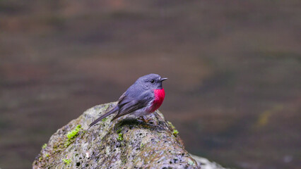 side view of a male rose robin standing on a rock at elebana falls in lamington national park of sth qld, australia