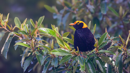 close up of a male regent bowerbird perching on a bush at o'reillys rainforest retreat in lamington national park of sth qld, australia