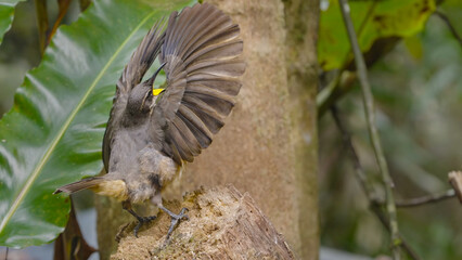 a juvenile victoria's riflebird starts a courtship display at lake eacham in nth qld, australia