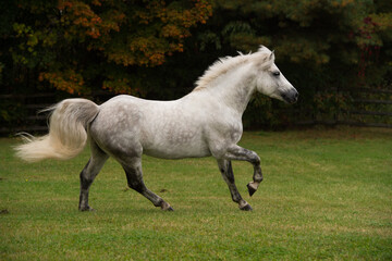 grey purebred connemara stallion free running in a field of green grass with trees horizontal equine image of horse in canter stride with front leg forward fall foliage in background room for type 