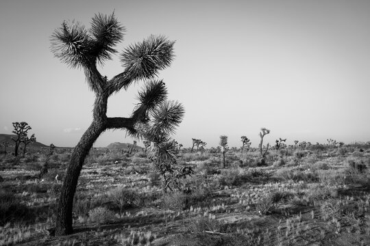 Yukka Tree in Californian desert