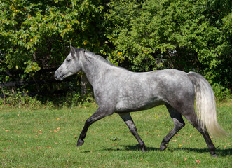 Fototapeta premium grey dappled purebred connemara stallion horse trotting in a field pasture or paddock at a farm stable or barn full body side view of irish bred connemara horse horizontal equine image with type space