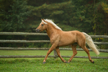 purebred palomino connemara stallion trotting freely in field of green grass and trees in background horizontal equine action shot of palomino horse