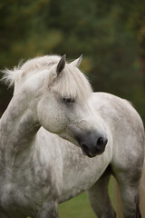 Portrait shot or headshot of a grey Connemara horse with ears forward showing mane and forelock vertical equine image with room for type or masthead
