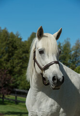 Obraz premium Portrait shot or headshot of a grey Connemara horse wearing leather halter with ears forward vertical equine image with blue sky in background spring