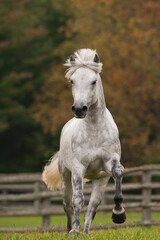 White grey dappled purebred Connemara stallion running towards camera in green pasture paddock or field with wooden rail fence in the background vertical equine photograph with room for type masthead