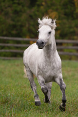 White grey dappled purebred Connemara stallion running towards camera in green pasture paddock or...