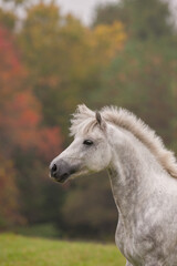 Portrait shot or headshot of a grey Connemara horse with ears forward showing mane and forelock vertical equine image with room for type or masthead