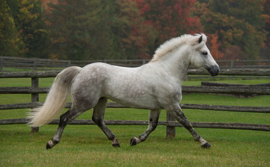 grey dappled purebred connemara stallion horse trotting in a field pasture or paddock at a farm stable or barn full body side view of irish bred connemara horse horizontal equine image with type space