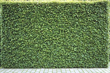 Lush Green Hedge Wall with Pavement