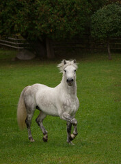 Obraz premium Connemara Stallion Free Runninhg Vertical Kippure Cara, Century Hill Farm