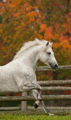 dapple grey Connemara horse free running in field of green grass with fall or autumn colored leaves on trees in background front half of horse showing with front foot in air mid canter stride knee up