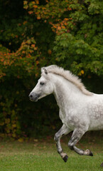 Obraz premium gray dappled Connemara horse free running in field of green grass with fall or autumn colored leaves on trees in background front half of horse showing with front legs off ground horse showing dapples