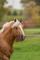 horse portrait or headshot of palomino Connemara stallion with white blaze on face and flax mane and forelock green grass and fall autumn colors in background vertical equine image with room for type