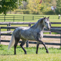 dappled grey purebred connemara horse trotting  in a field or paddock with fencing in background pen fenced with wooden rails at boarding stable vertical equine image with room for type or masthead