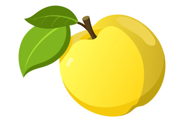  beautiful quince fruit vector illustration 