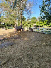 Buffalo Grazing in a rural Farm