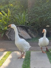 Two Geese Strolling in a Garden