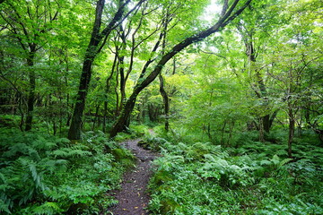 fine path through wild summer forest