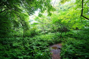 fine summer path through thick ferns