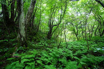 wild summer forest with thick ferns and old trees