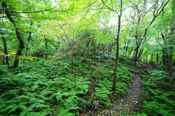 fine summer path through thick ferns