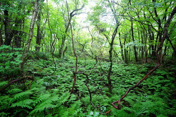 wild summer forest with thick ferns and old trees