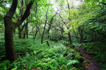 fine path through wild summer forest