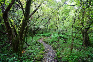 old trees and vines in wild forest
