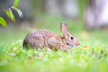 rabbit in the grass