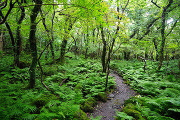 fine summer path through thick ferns