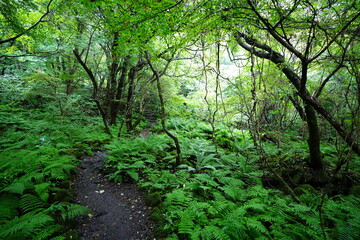 old trees and vines in wild forest
