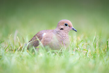Mourning dove in the grass