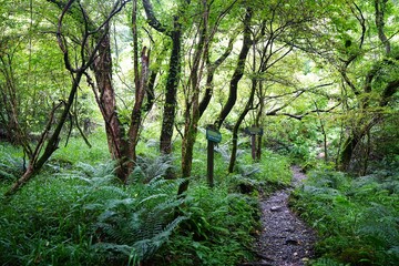 old summer forest with path